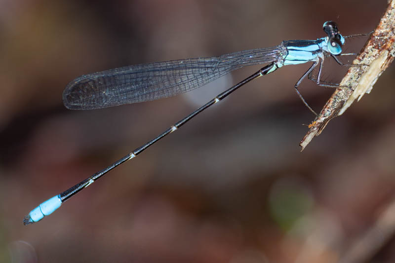 Palaemnema nathalia (Nathalia Shadowdamsel) male-2.jpg